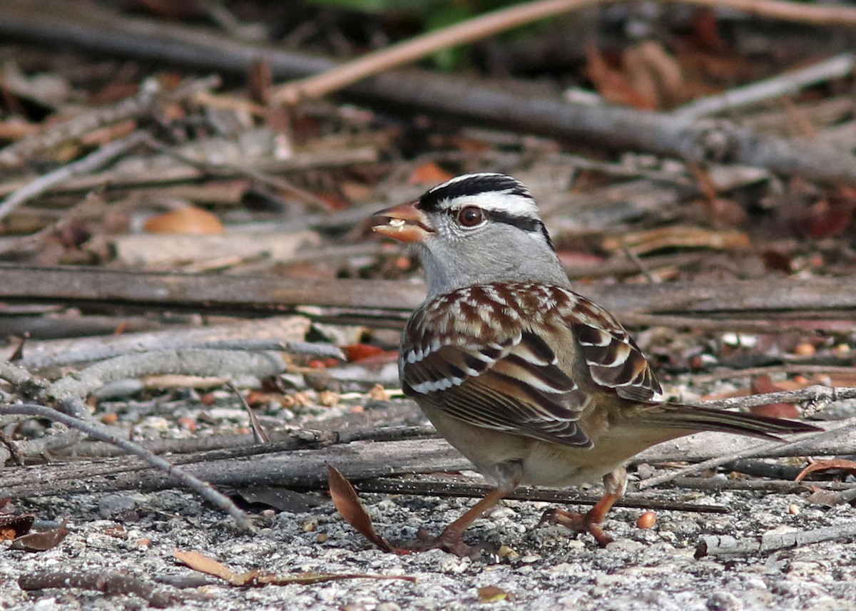 White-crowned Sparrow - Dick Snell