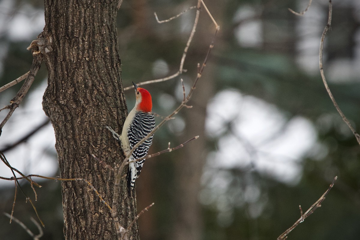 Red-bellied Woodpecker - ML391964561
