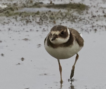 Common Ringed Plover - ML39196861