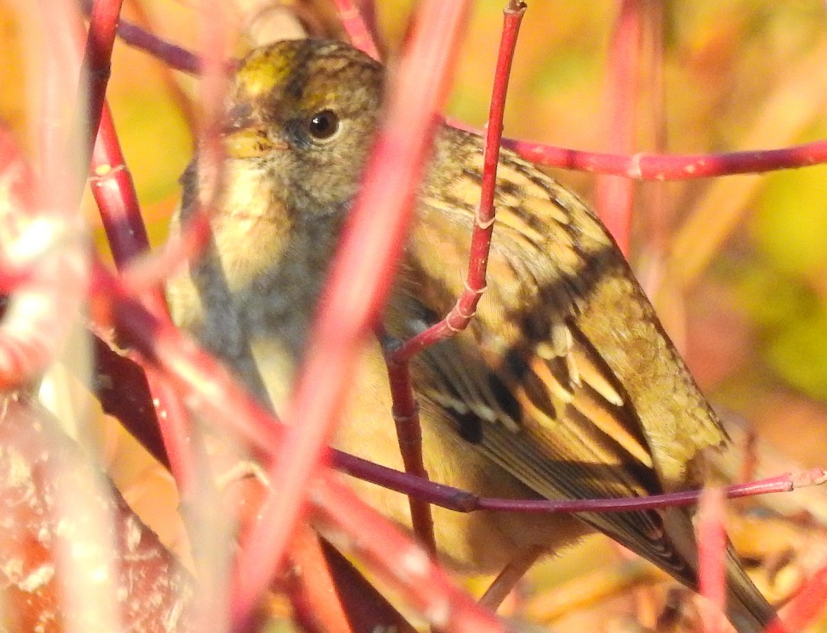 Golden-crowned Sparrow - ML391971491