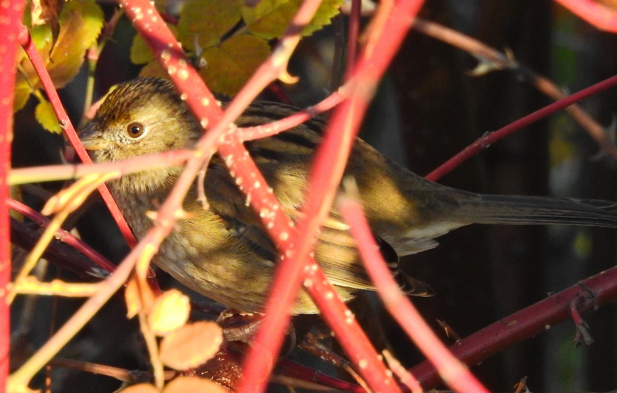 Golden-crowned Sparrow - ML391971531