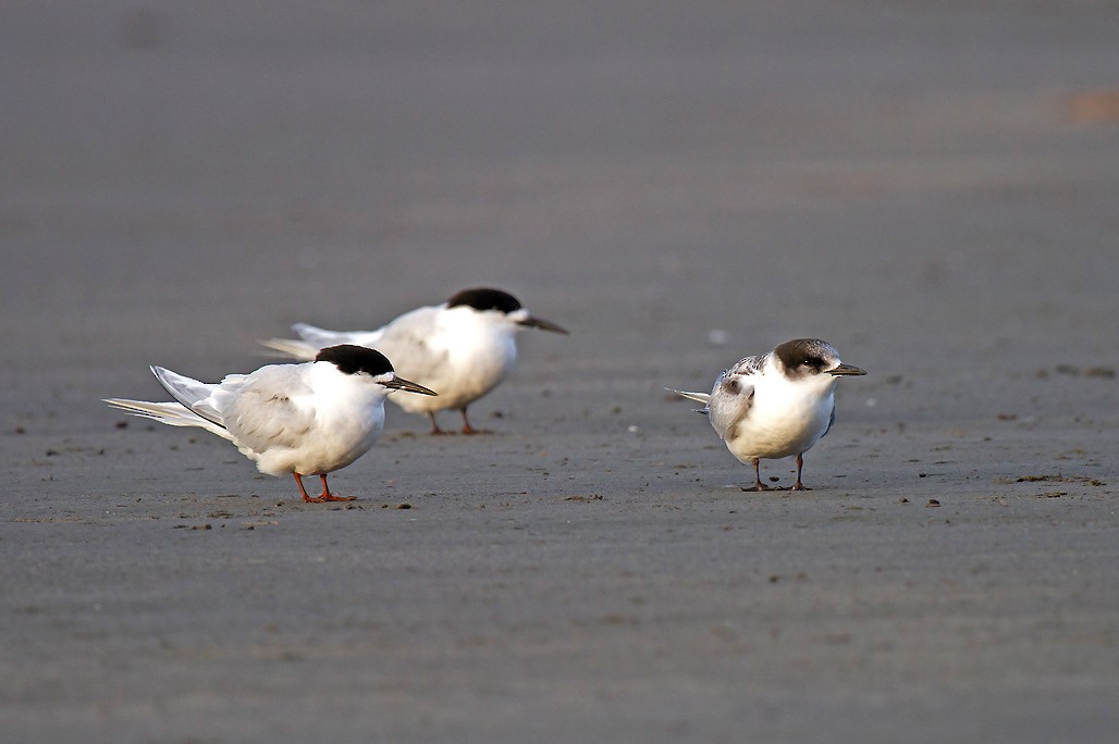 White-fronted Tern - Peter Candido