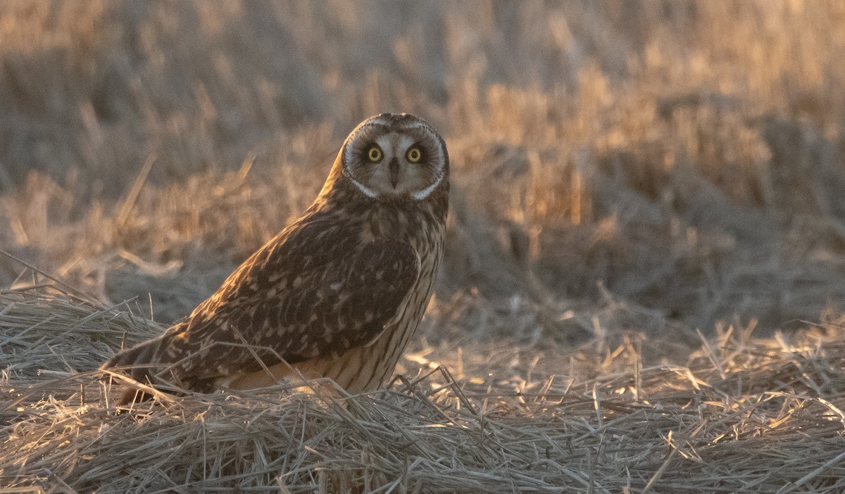 Short-eared Owl - ML391975371