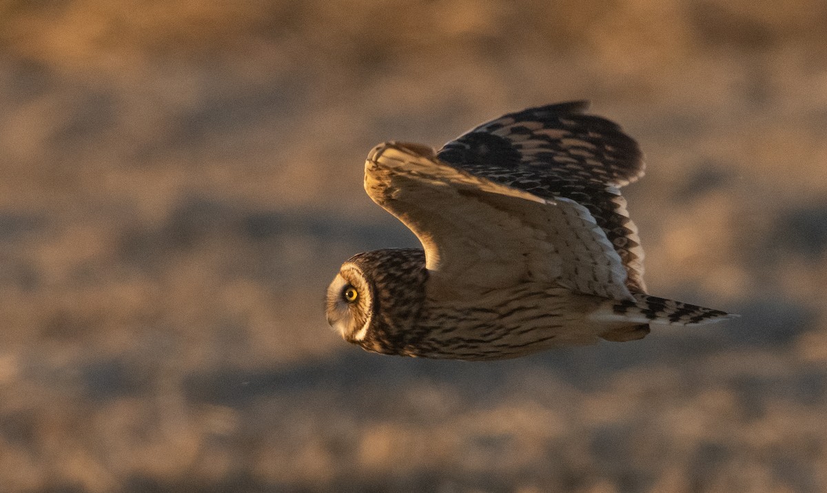 Short-eared Owl - ML391975441