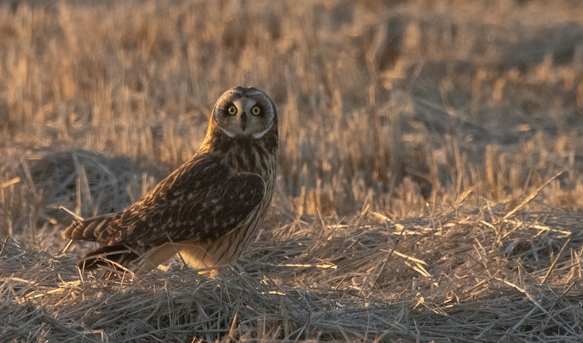Short-eared Owl - ML391975491