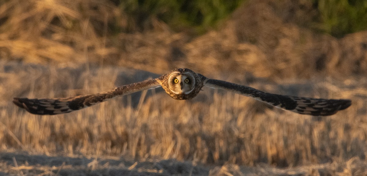 Short-eared Owl - ML391975521