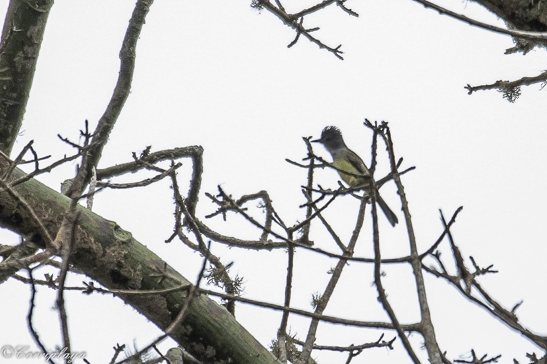 Sooty-crowned Flycatcher - Fernando del Valle