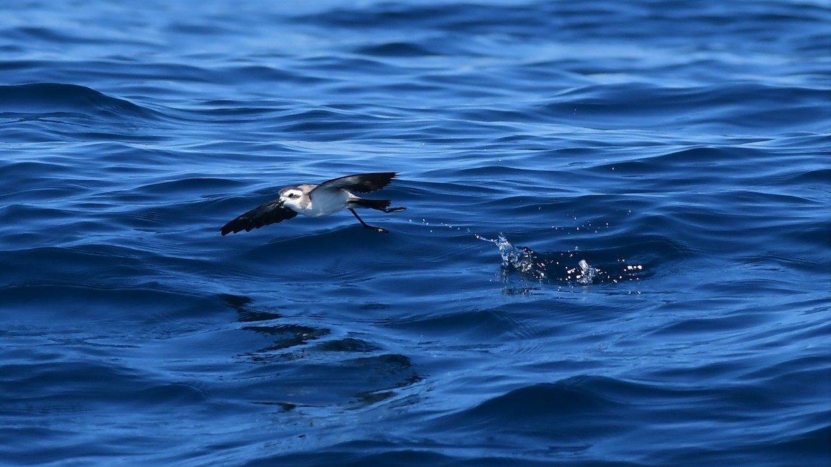 White-faced Storm-Petrel - Mike Sylvia
