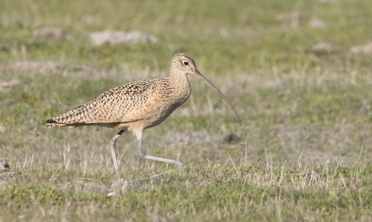 Long-billed Curlew - Liam Huber