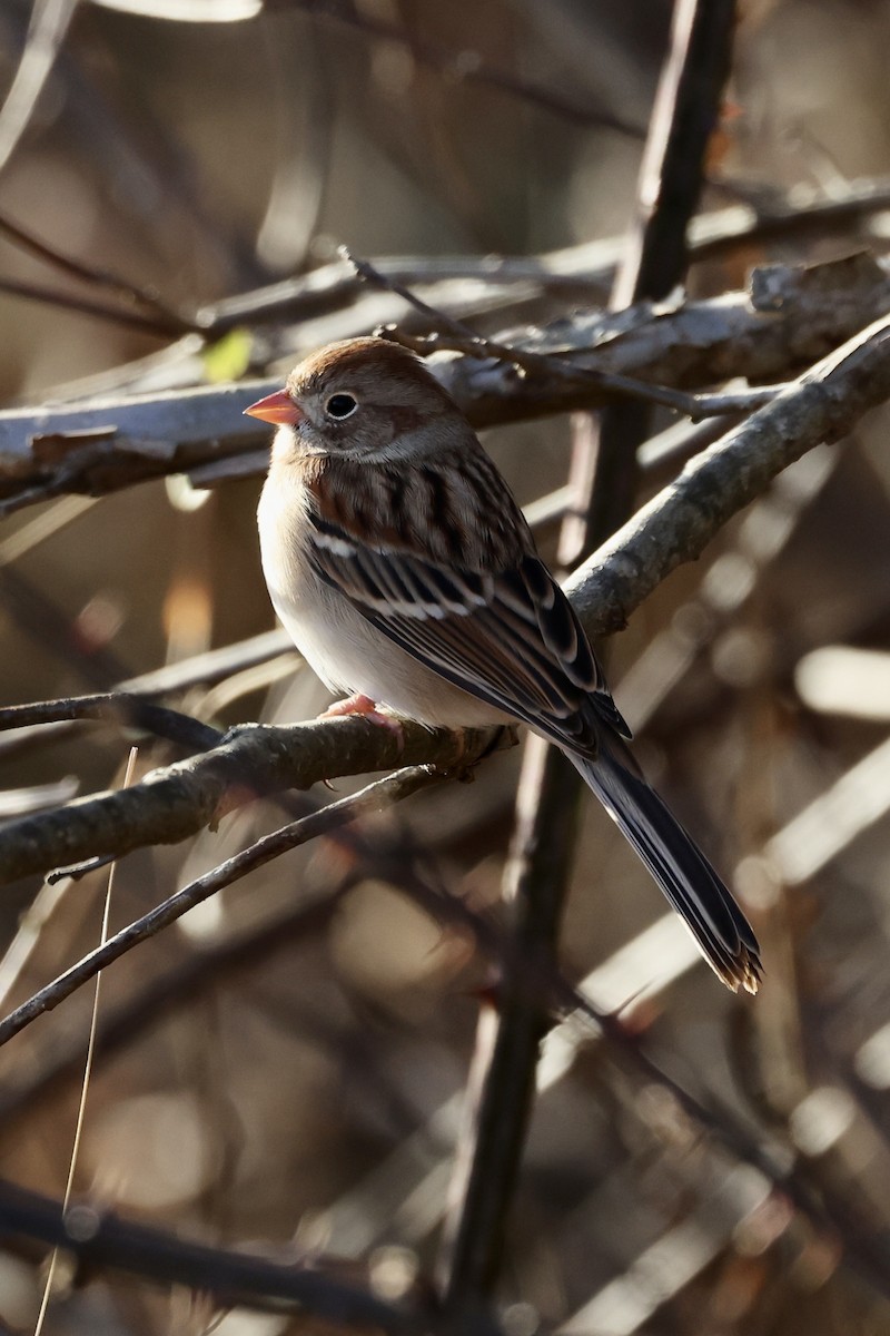 Field Sparrow - ML391978131