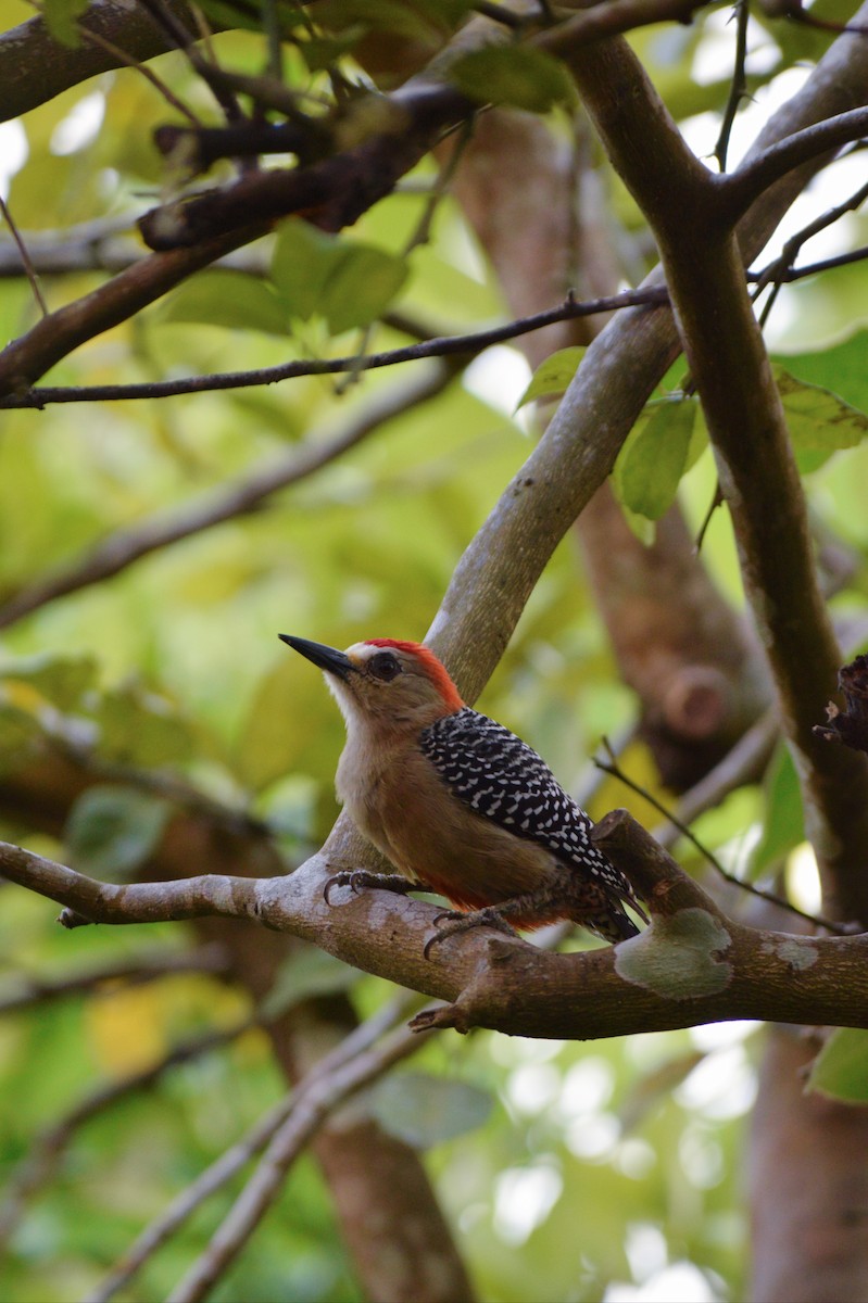 Red-crowned Woodpecker - ML391982801