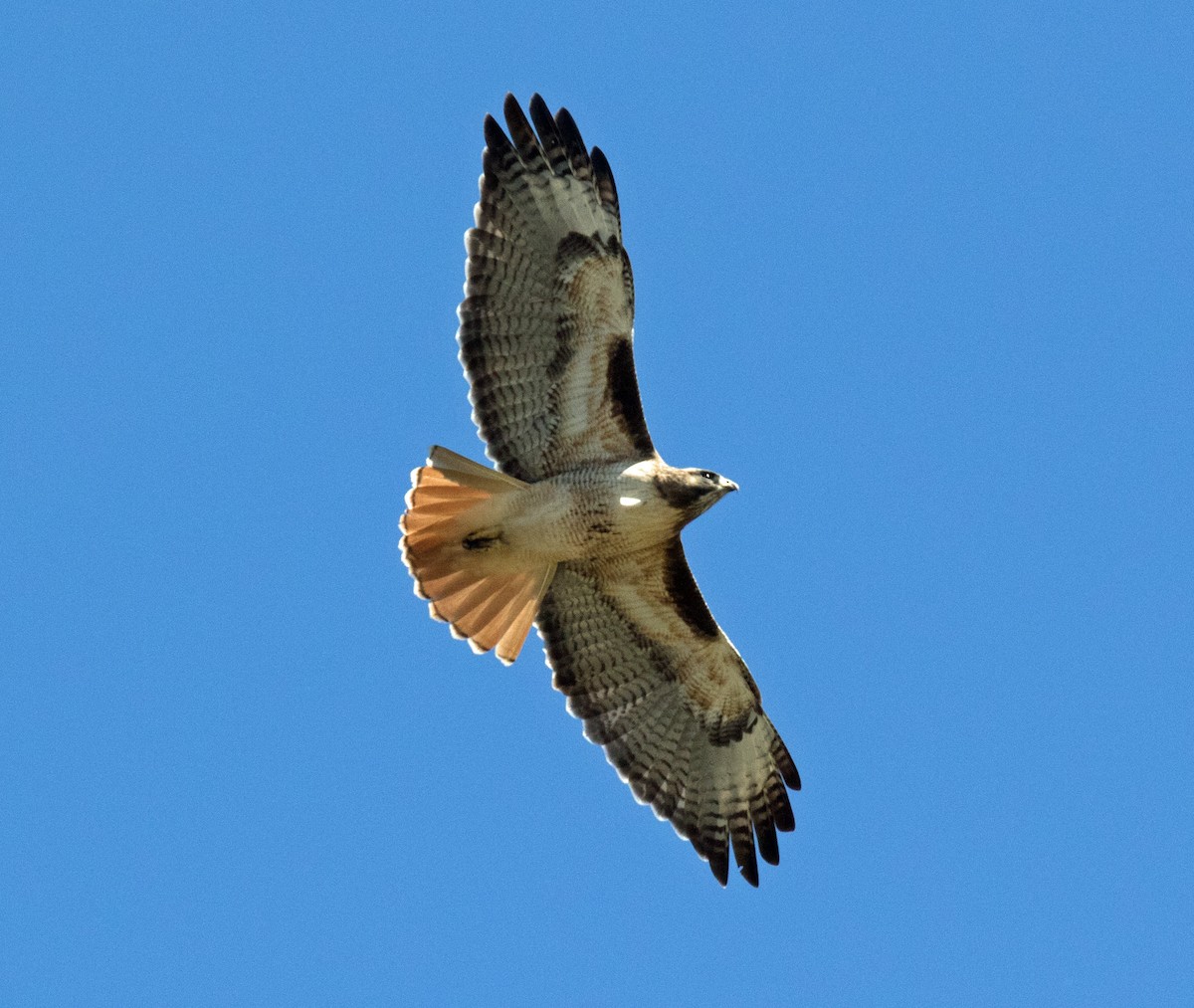 Red-tailed Hawk - ML391985901