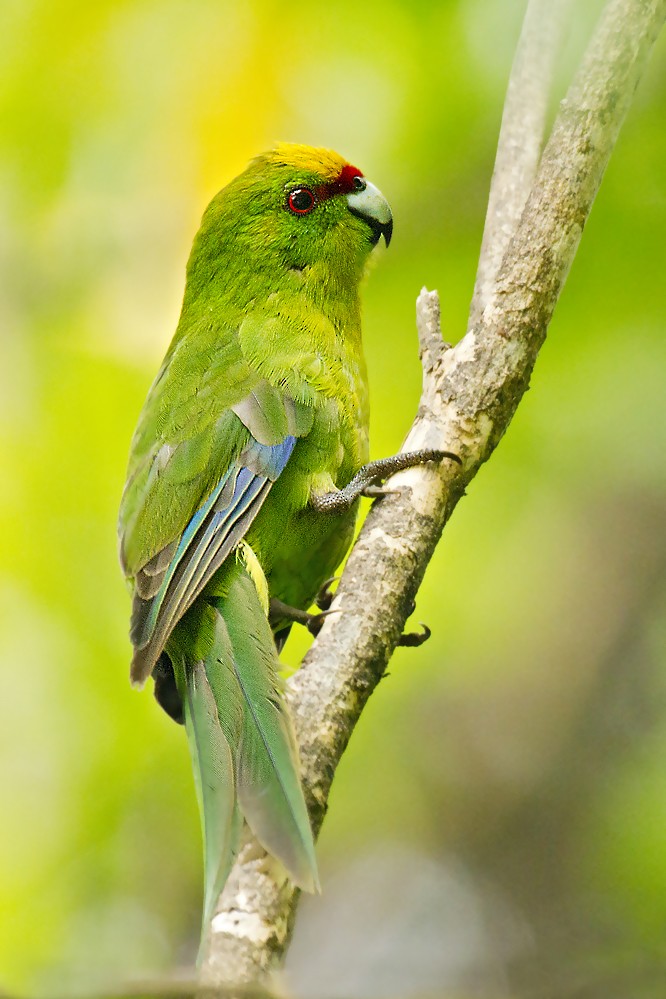 Yellow-crowned Parakeet - ML391986231