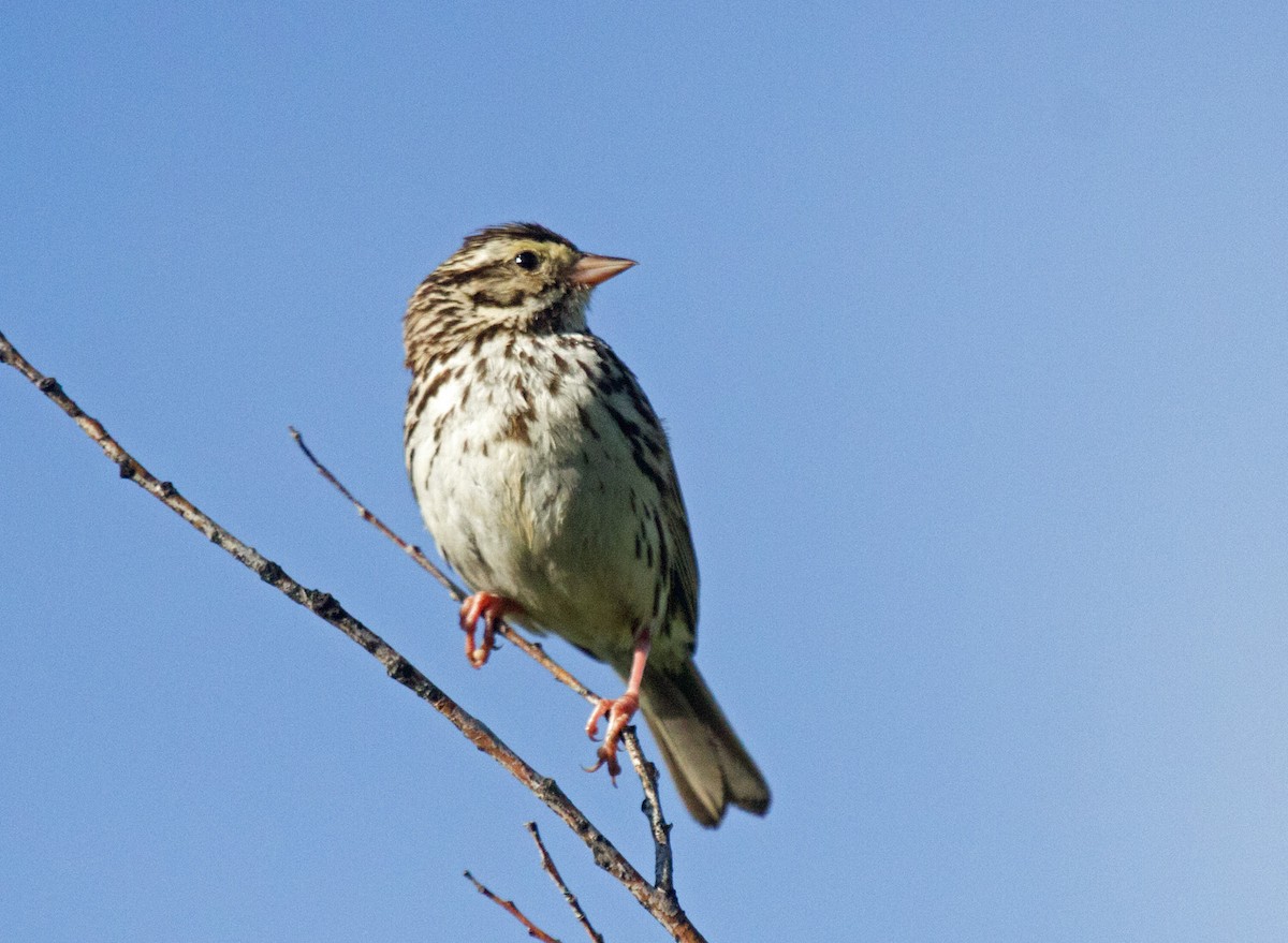 Savannah Sparrow - ML391990021