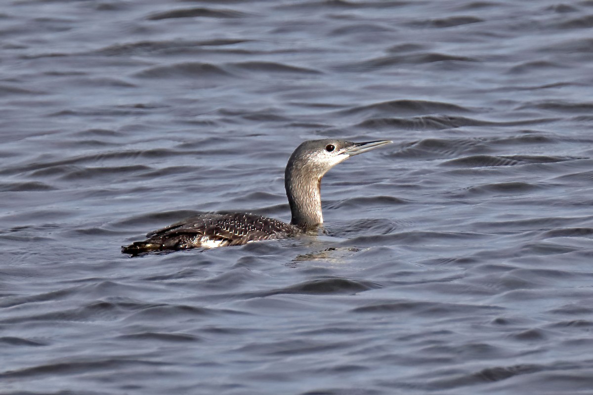 Red-throated Loon - ML391991471