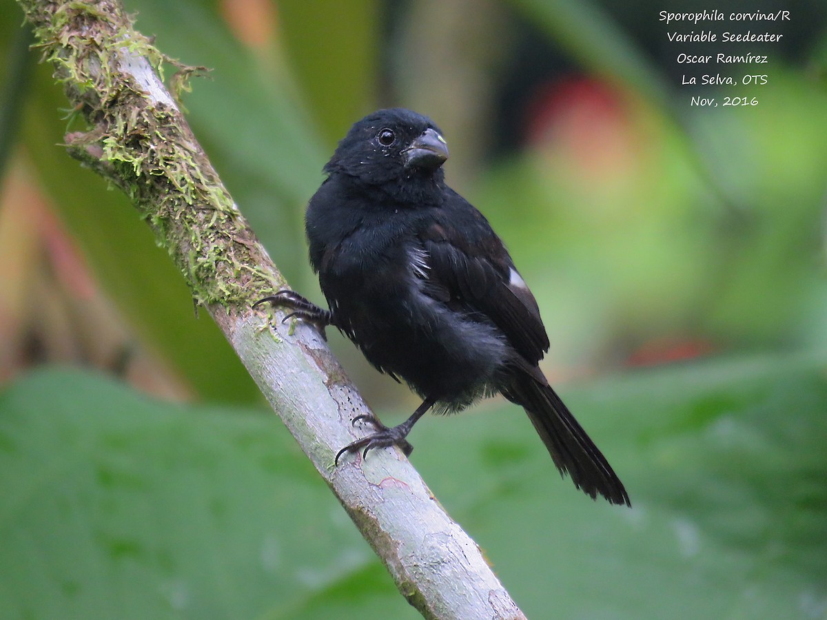 Variable Seedeater - ML39199211