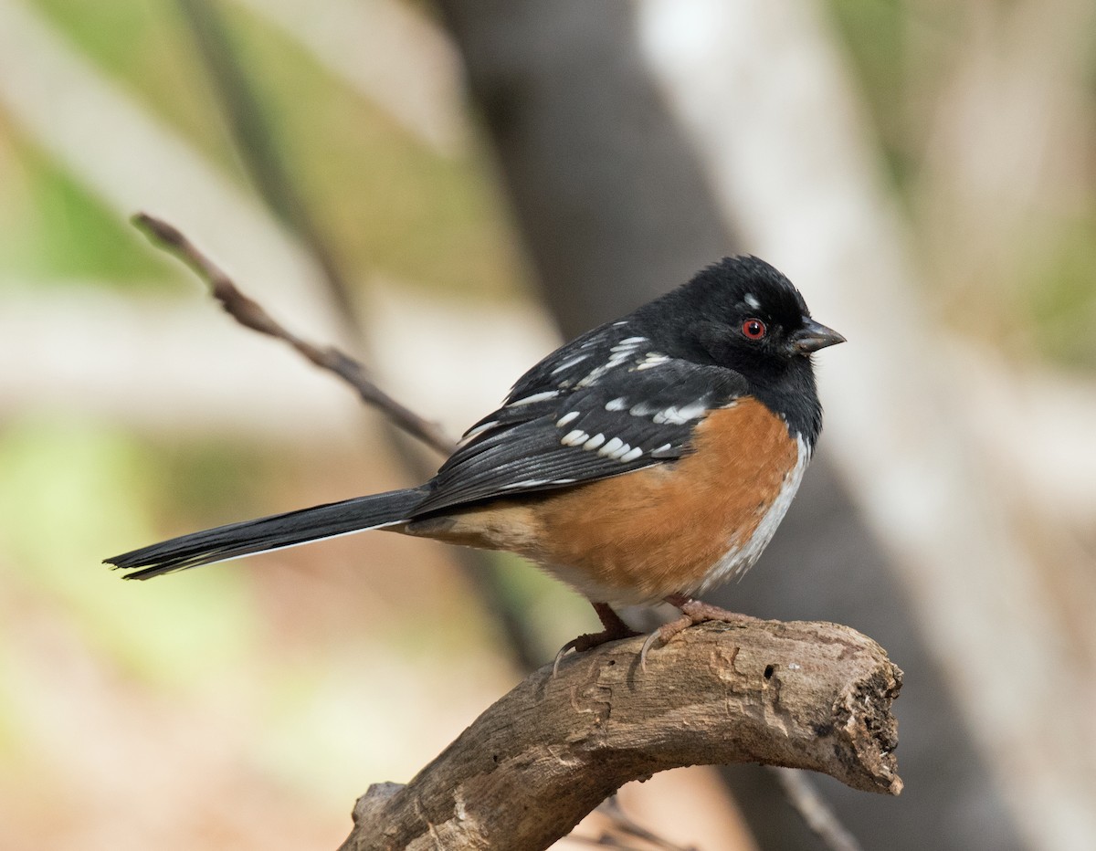 Spotted Towhee - ML391992721