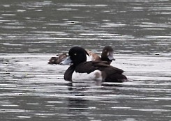 Tufted Duck - ML39199311