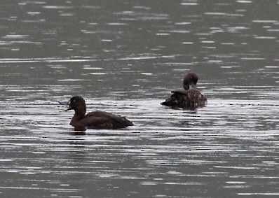 Tufted Duck - ML39199321