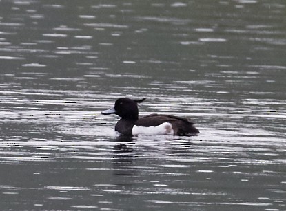Tufted Duck - ML39199331