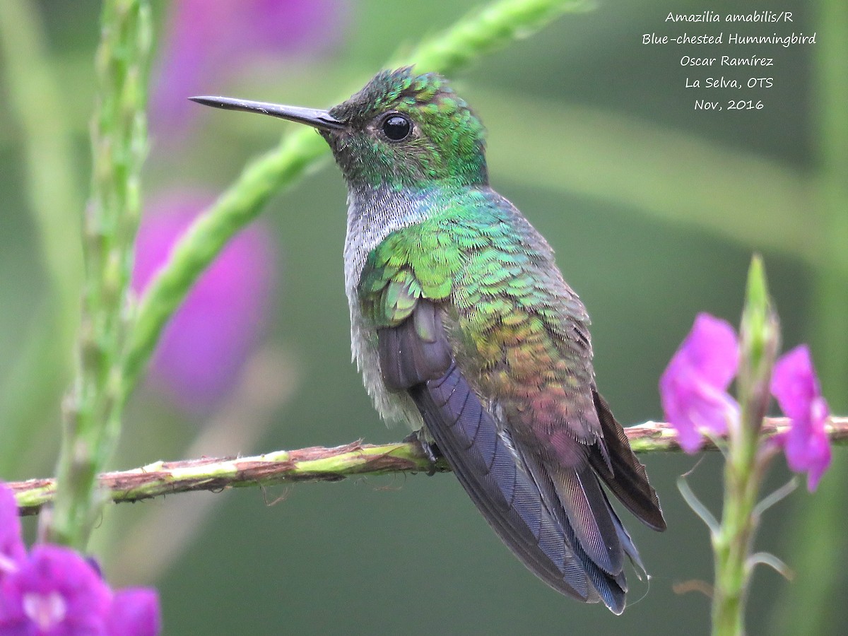 kolibřík modroprsý - ML39199361