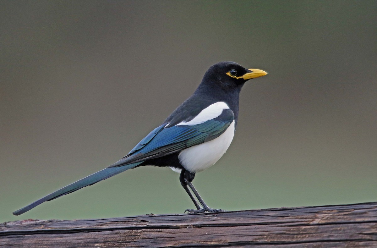 Yellow-billed Magpie - Ted Beedy