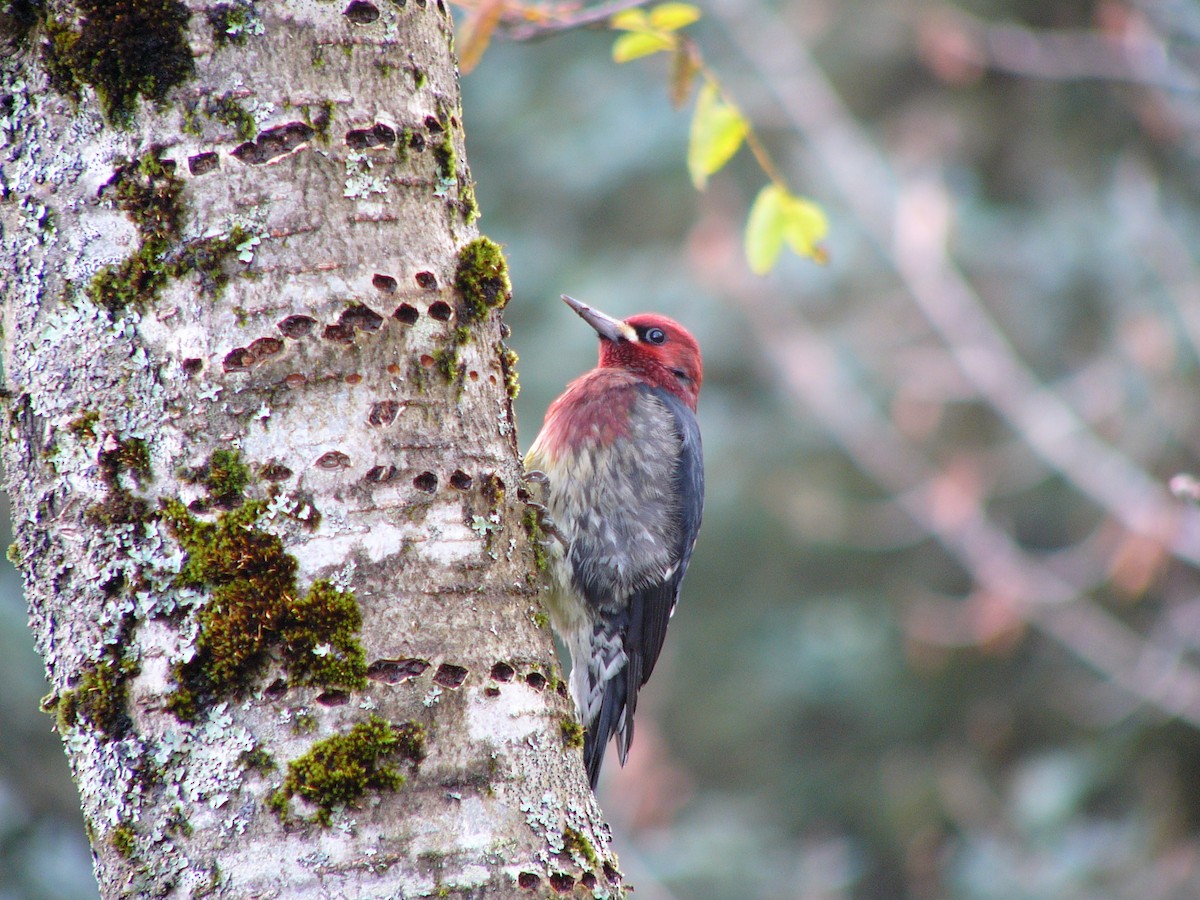 Red-breasted Sapsucker - ML391996821