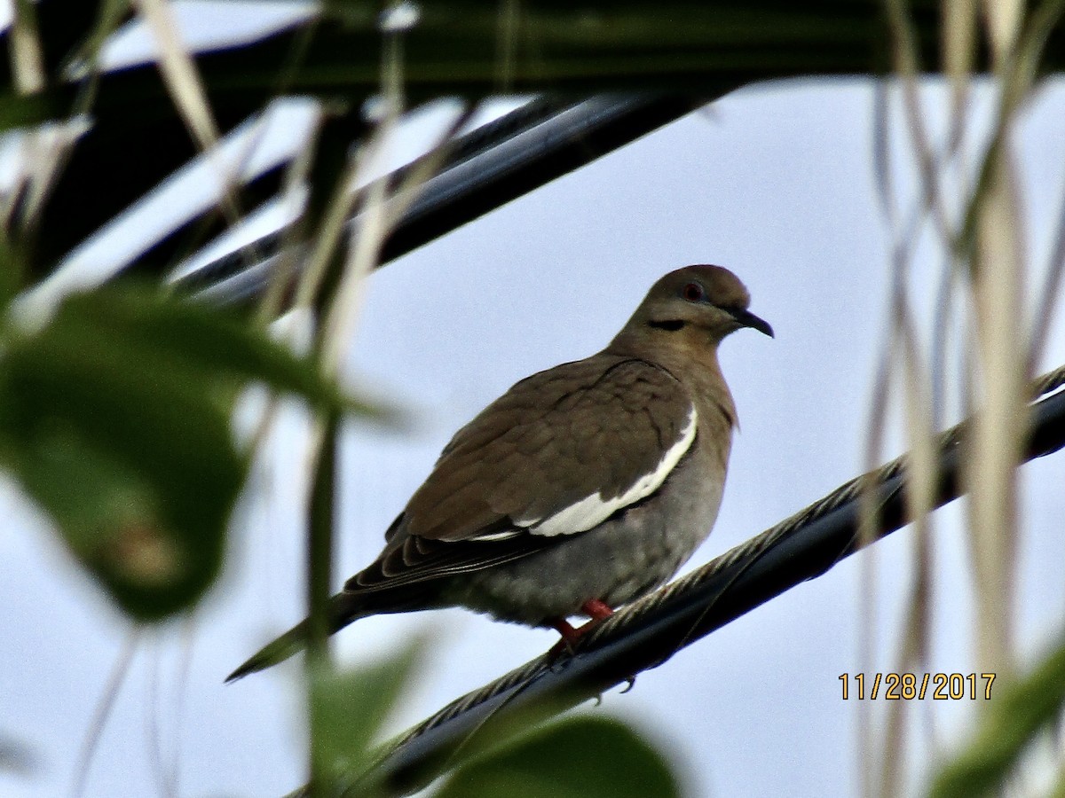 White-winged Dove - ML391999971