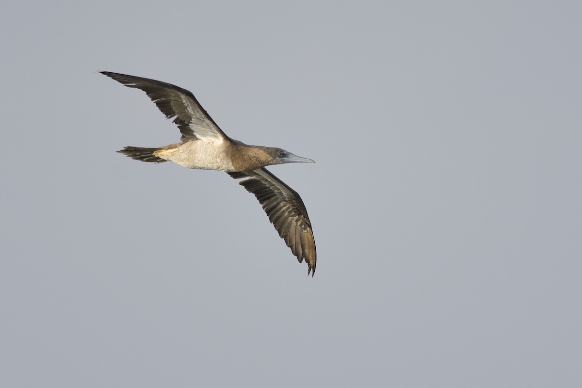Brown Booby - ML392001201