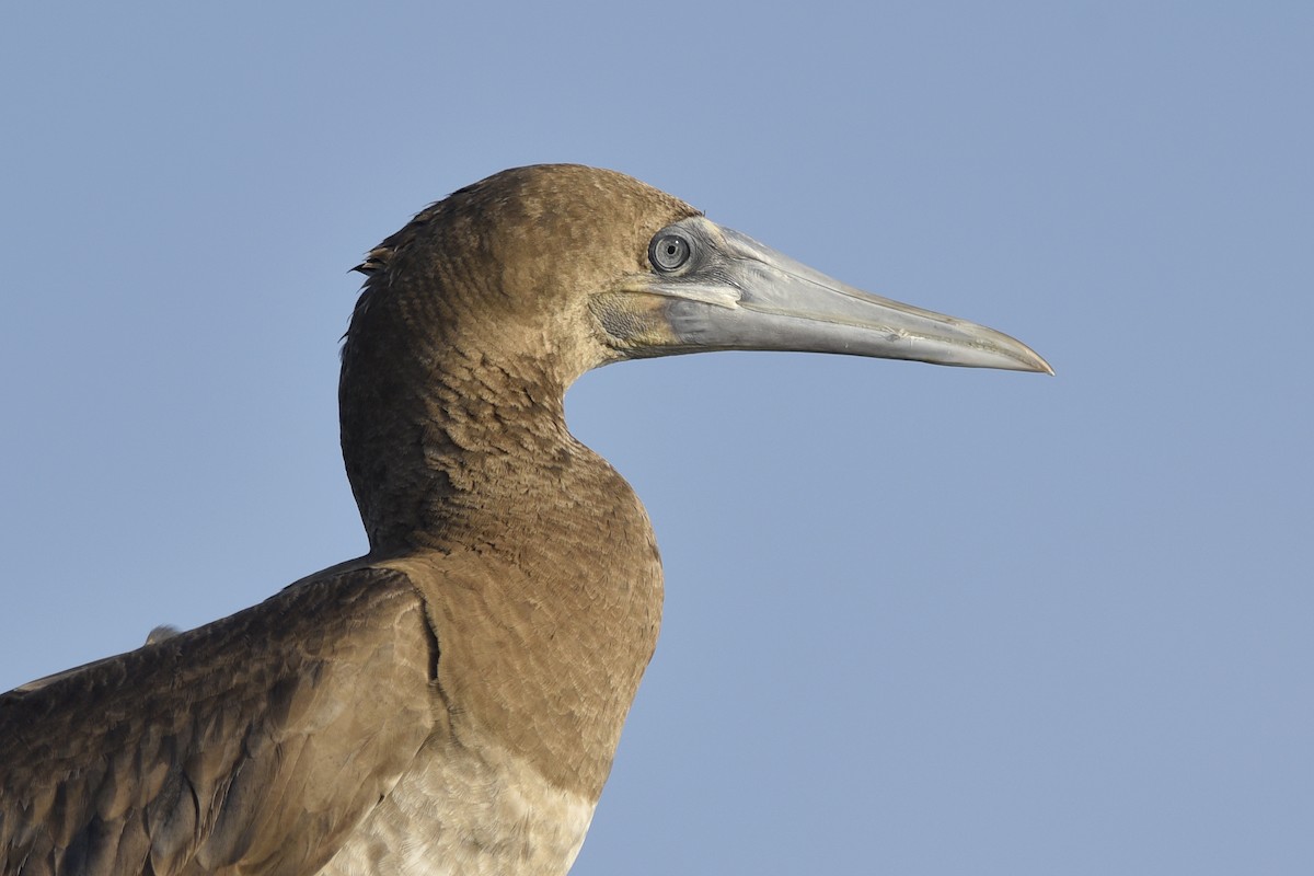 Brown Booby - ML392001221