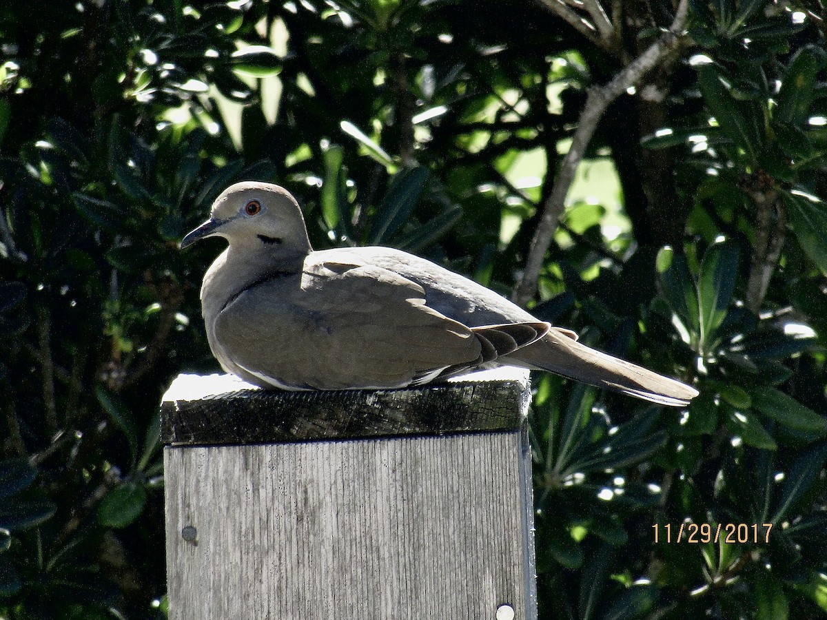 White-winged Dove - ML392001581