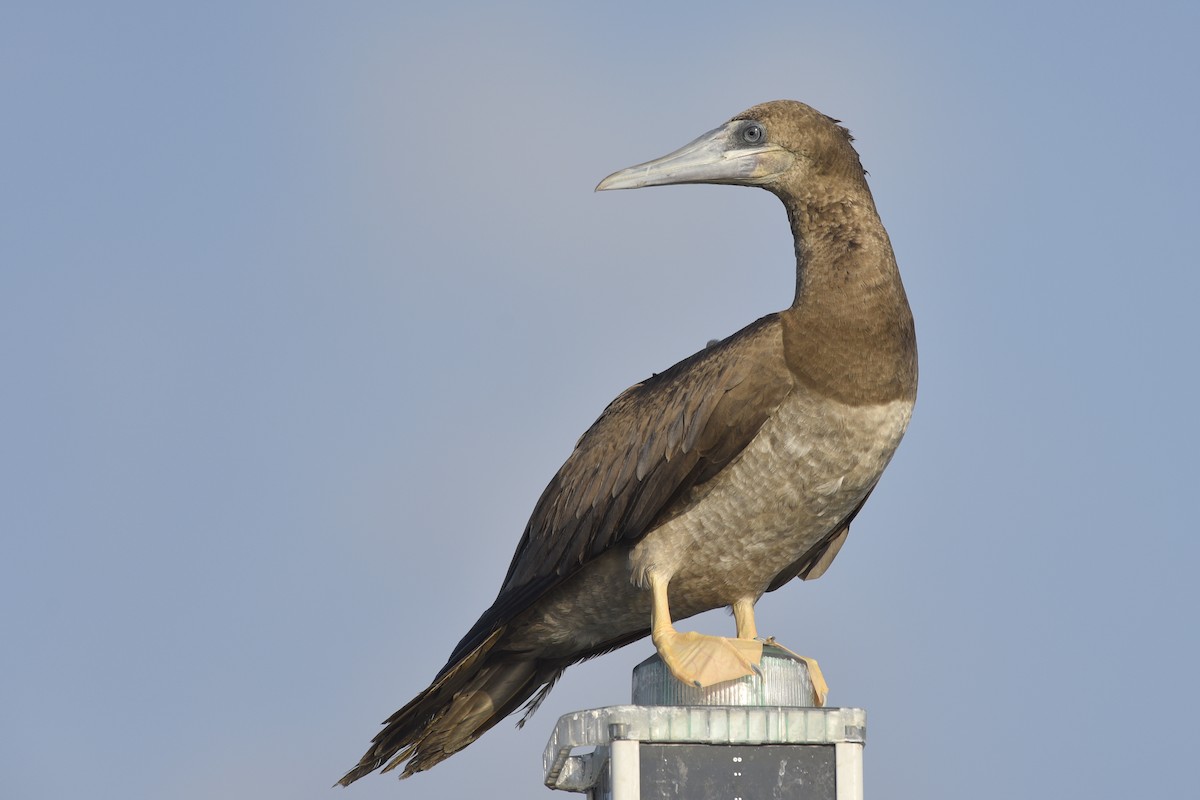 Brown Booby - ML392001731