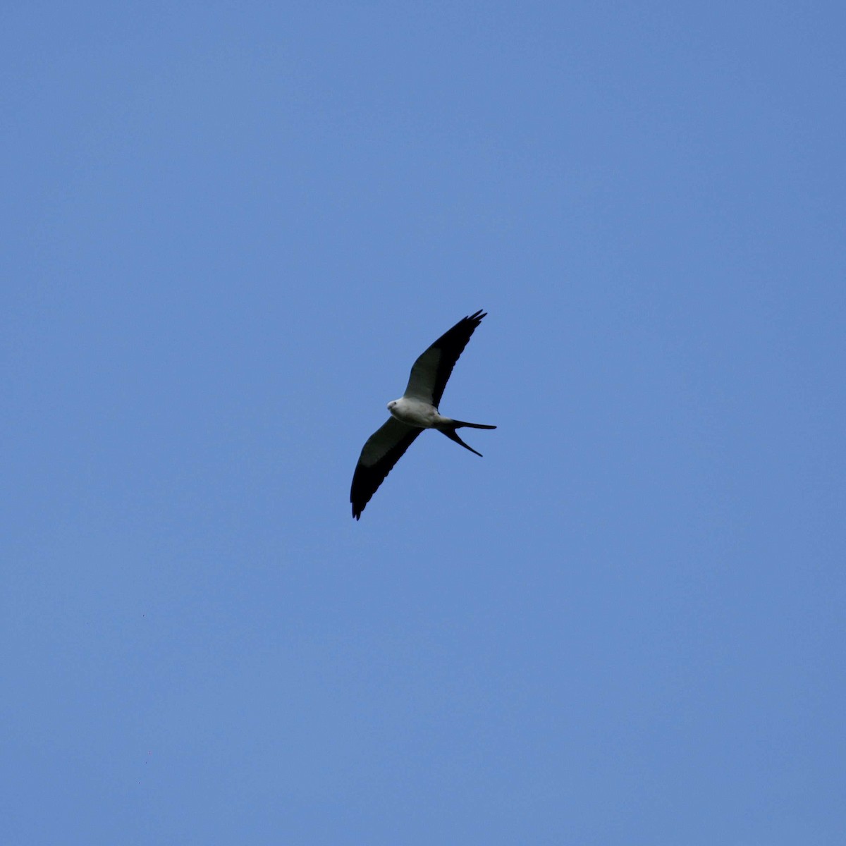 Swallow-tailed Kite - ML392001881