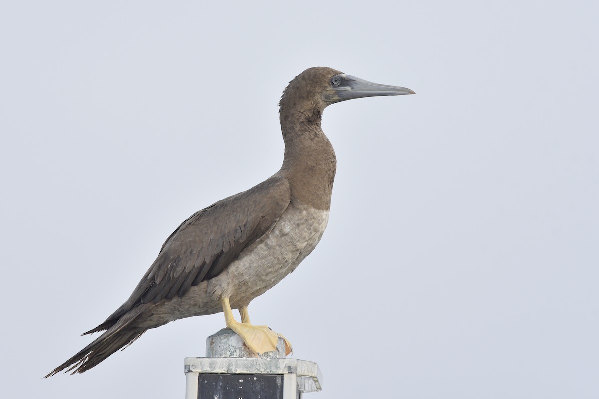 Brown Booby - ML392002071