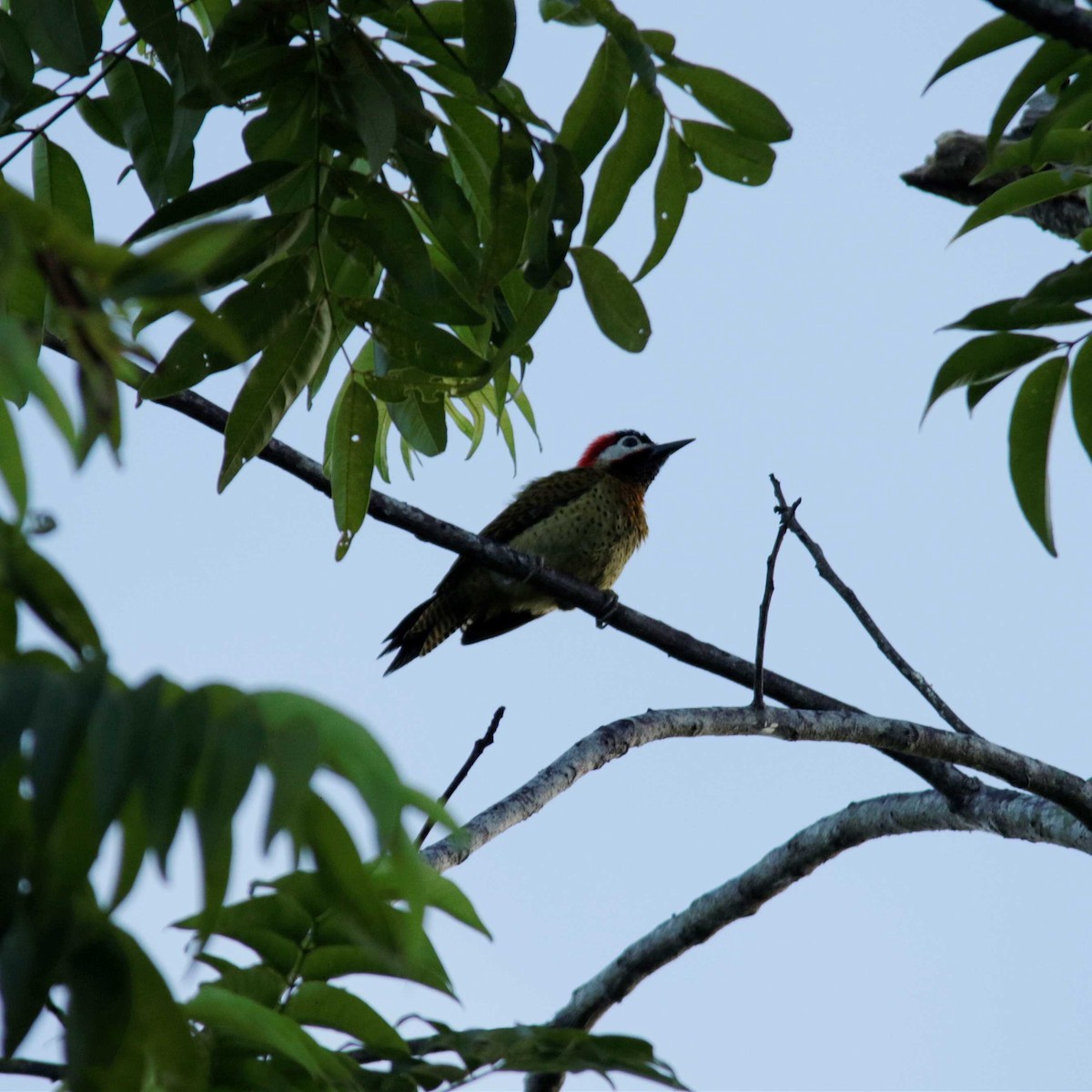 Spot-breasted Woodpecker - ML392002481
