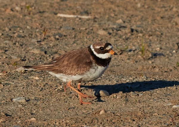 Common Ringed Plover - ML39200251