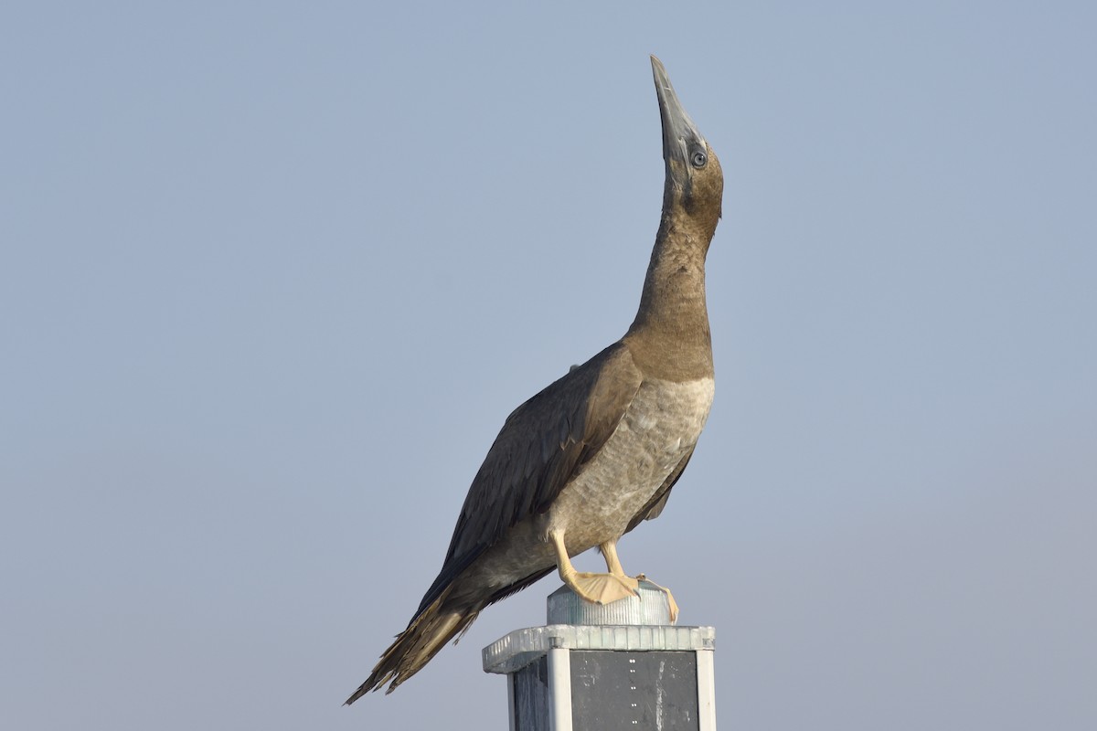 Brown Booby - ML392003221