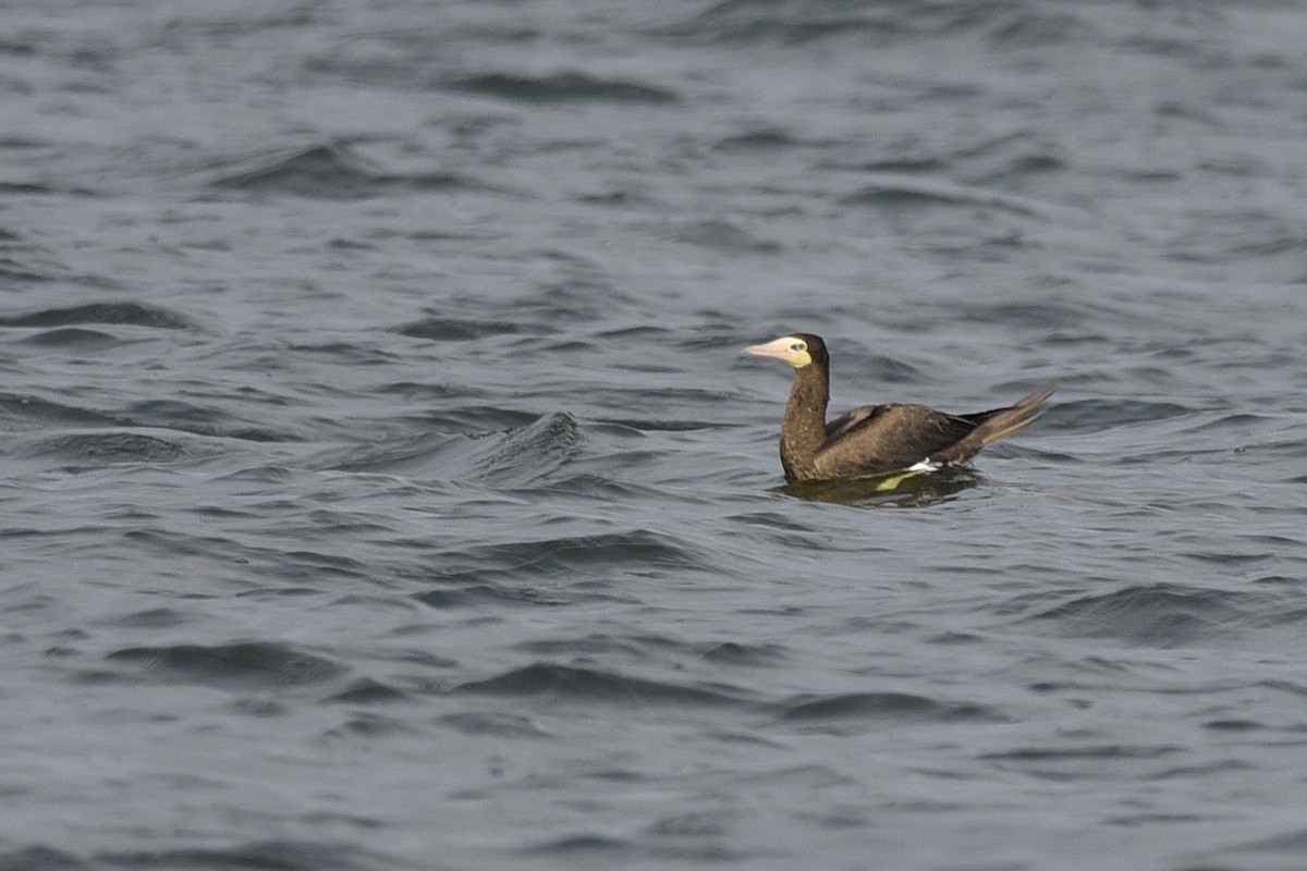 Brown Booby - ML392003341
