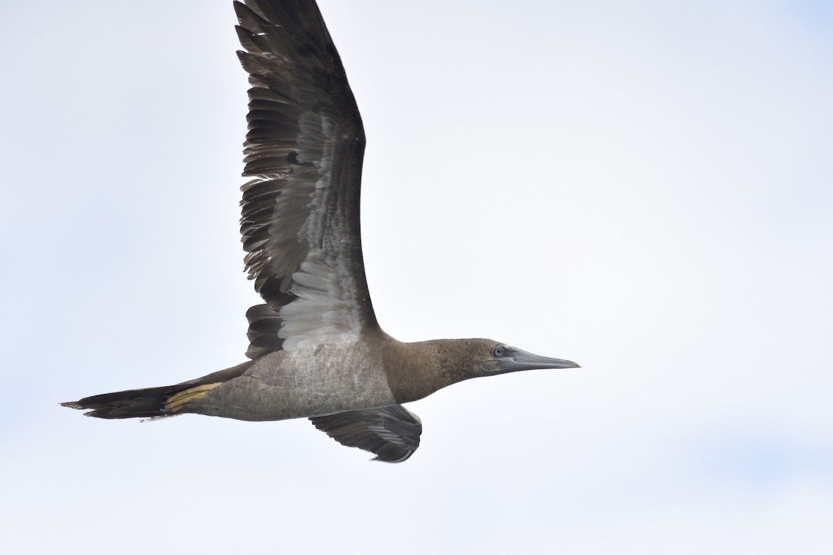 Brown Booby - ML392003591