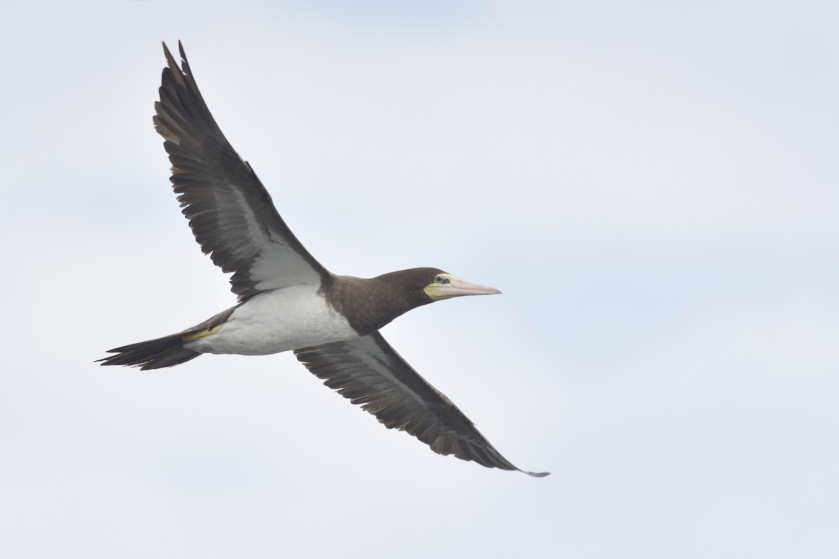Brown Booby - ML392003731