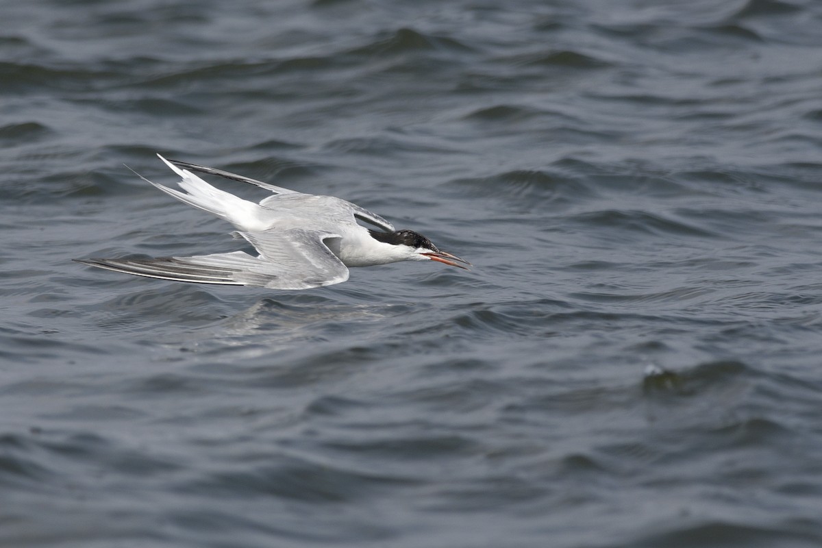 Common Tern - ML392007931