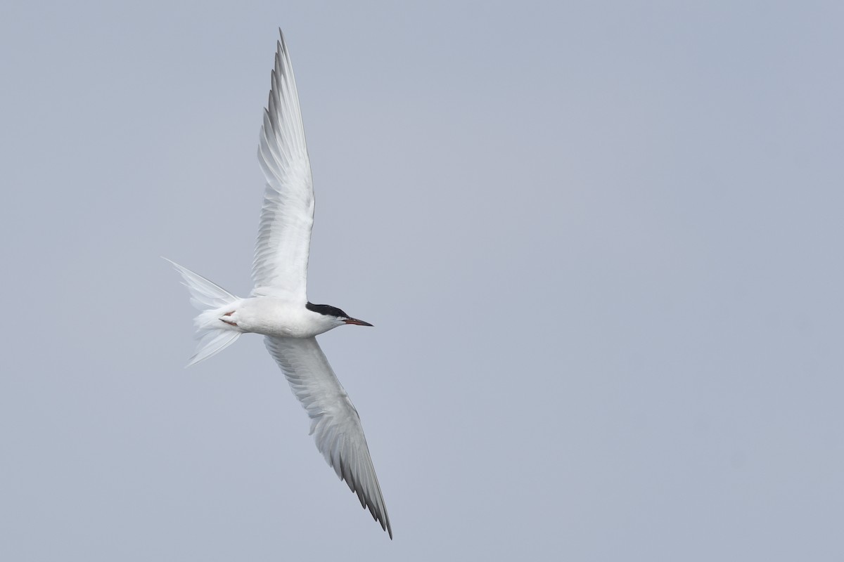 Common Tern - ML392007951