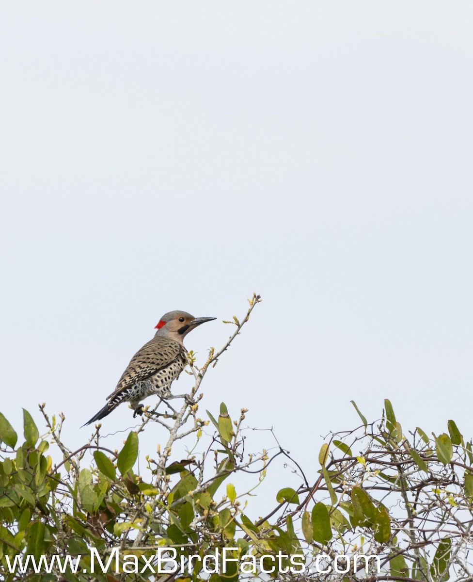 Northern Flicker (Yellow-shafted) - ML392017501
