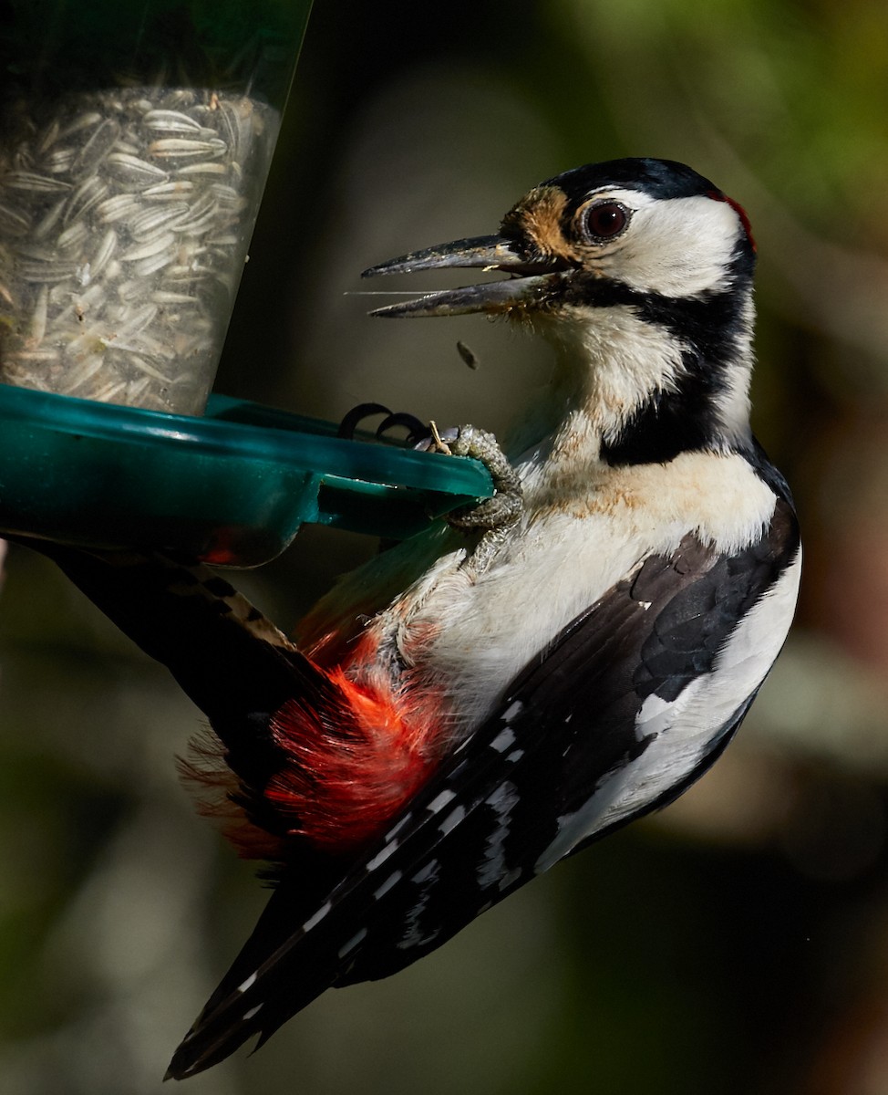 Great Spotted Woodpecker - ML39201791