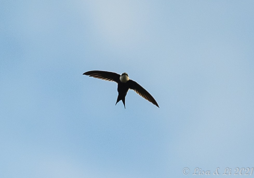 Lesser Swallow-tailed Swift - ML392018391