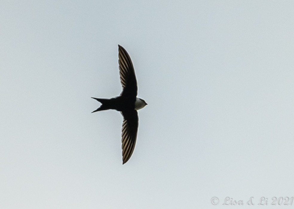 Lesser Swallow-tailed Swift - Lisa & Li Li