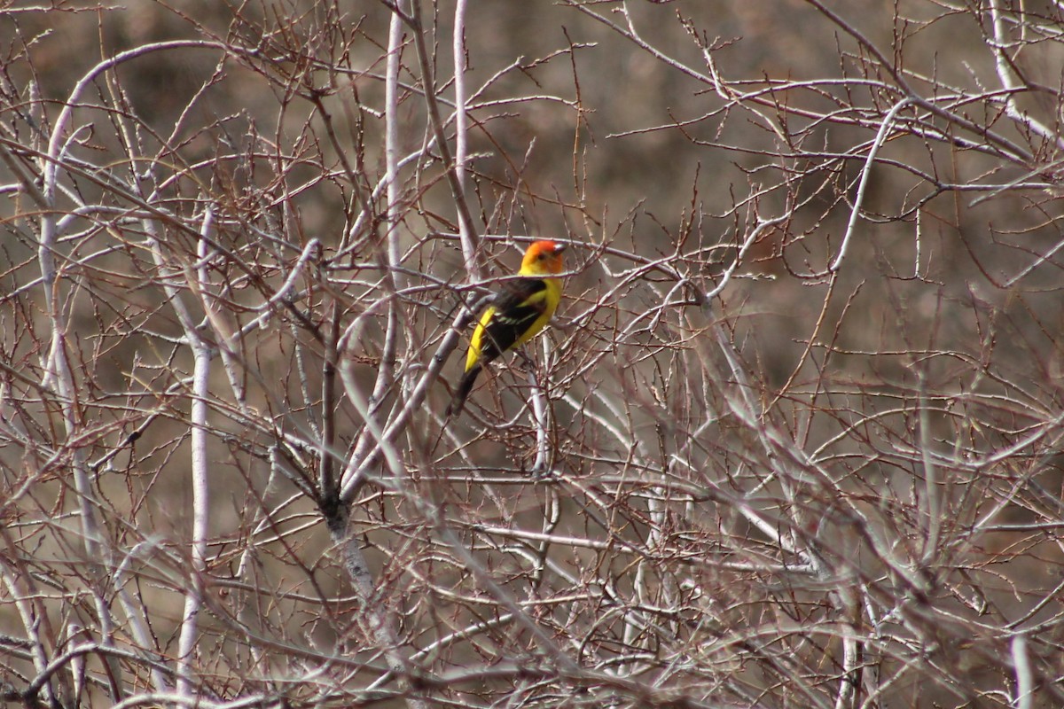 Western Tanager - ML392018981