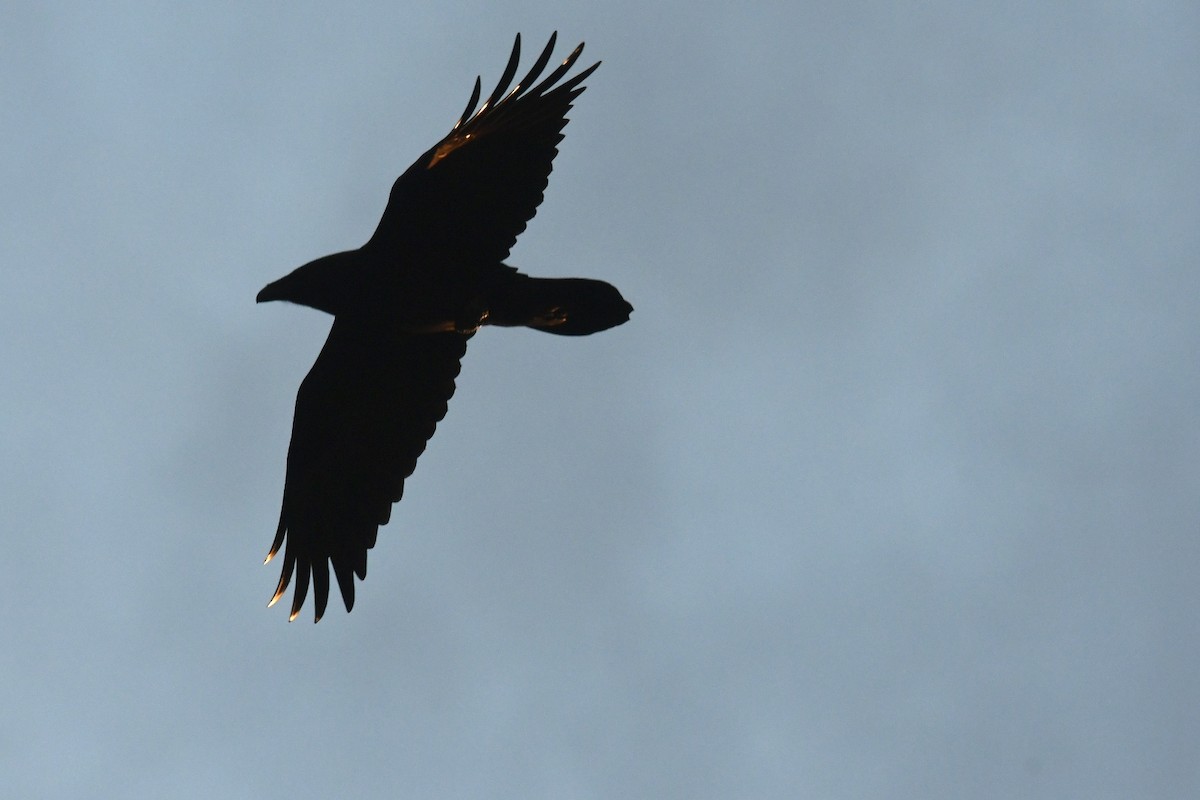 Common Raven - ML392020281
