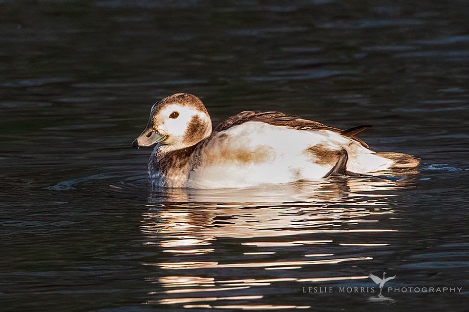 Long-tailed Duck - Leslie Morris