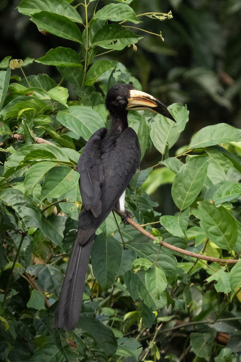 eBird Checklist 22 Nov 2021 Kakum NPCanopy 53 species